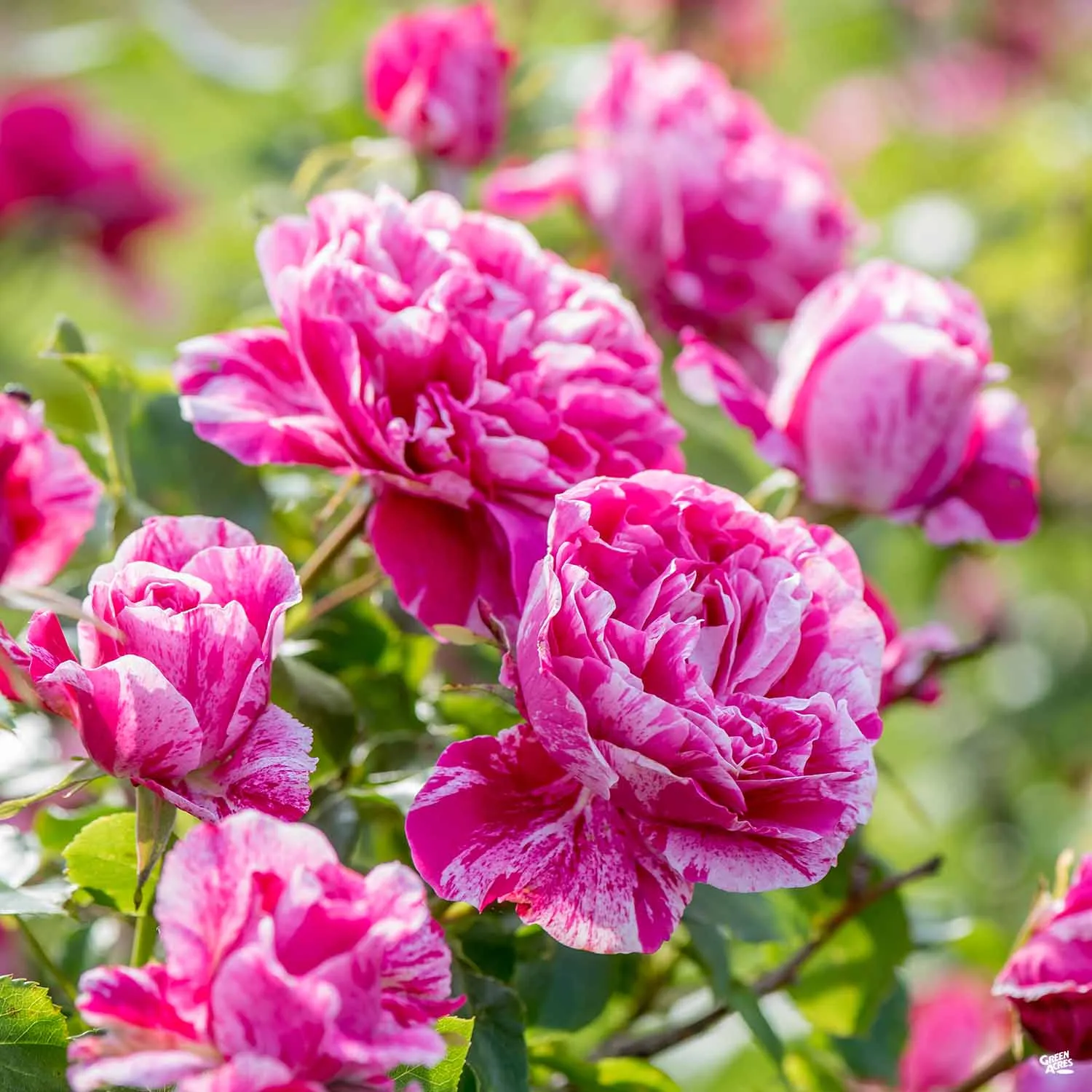 Climbing Rose 'Raspberry Cream Twirl' Bareroot