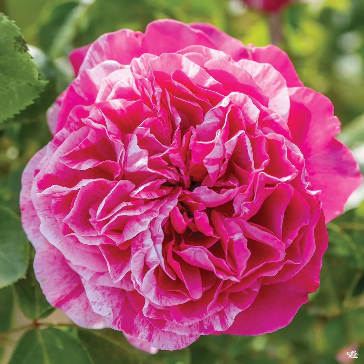 Climbing Rose 'Raspberry Cream Twirl' Bareroot