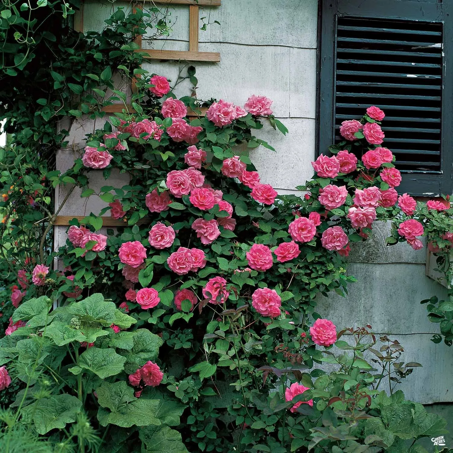 Climbing Rose 'Zephirine Drouhin' Bareroot